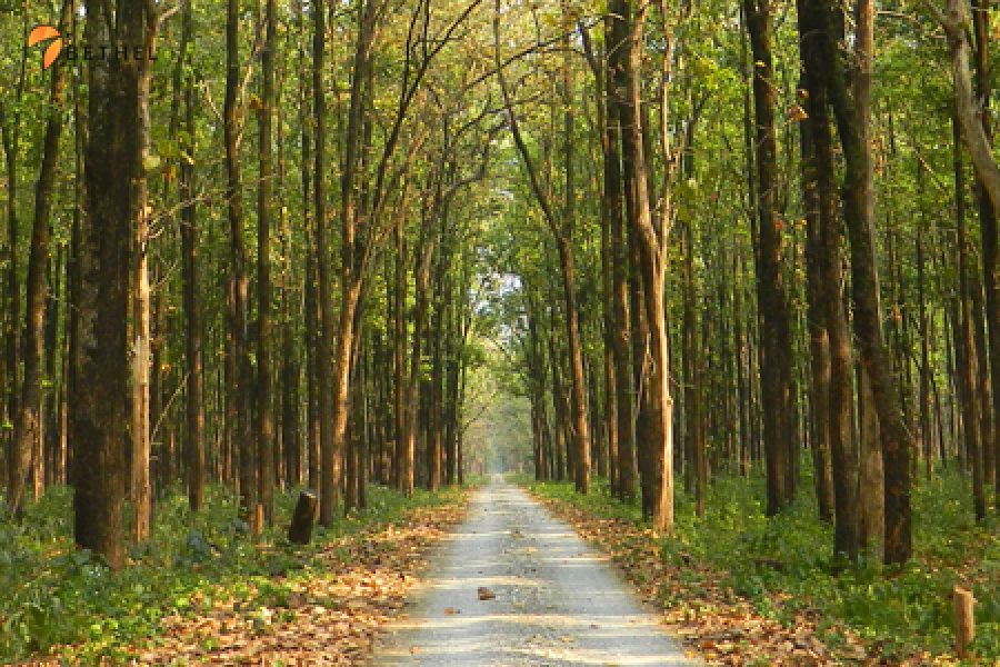 Dooars (Gorumara – Jaldapara) Tour