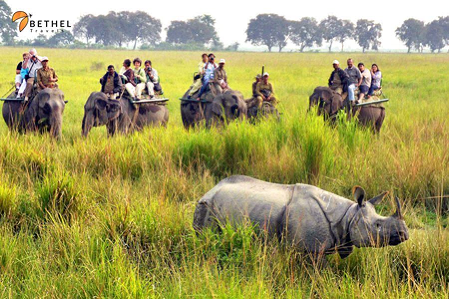 Manas – Kaziranga – Nameri Tour